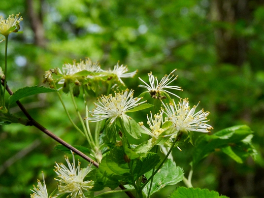 {Neviusia alabamensis}